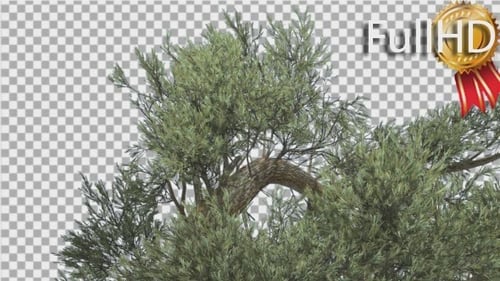 Jeffrey Pine Top of Crown Pinus Jeffreyi