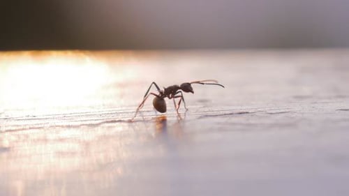 Ants