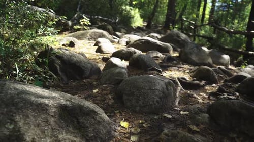 camera movement along a forest path