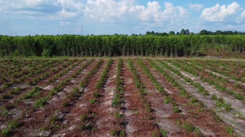 Aerial view of Cultivation trees and plantation in outdoor nursery.