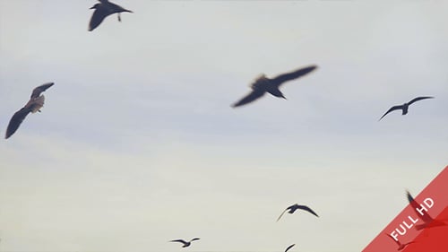 Seagulls Flying in the Sky