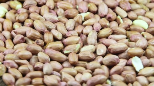 Peanut In The Skin Rotating