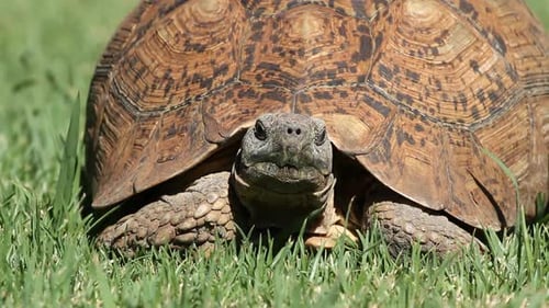 Leopard Tortoise On Green Grass