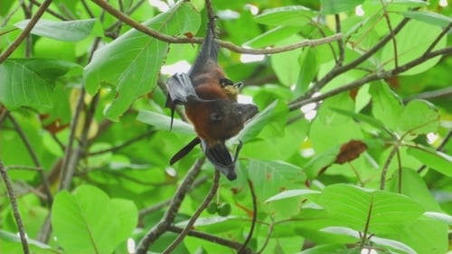 Flying Fox Hangs On a Tree Branch And Eat Fruit