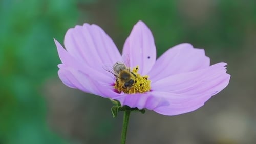 Biene auf Kosmos-Blume