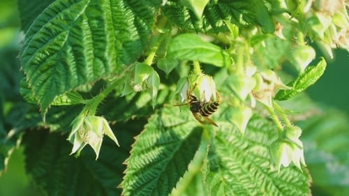 Gemeine Wespe -Vespula Vulgaris-