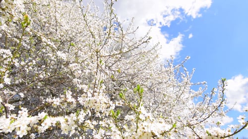Spring