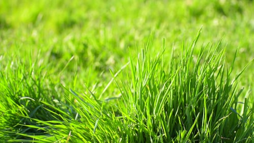 Close Up of Green Grass Blowing in Breeze