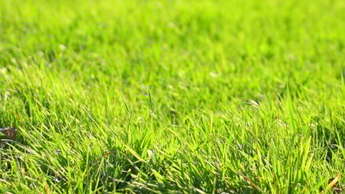 Vibrant Green Grass Swaying Gently in Daylight