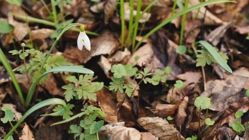 Snowdrops Blooming In Forest In Spring
