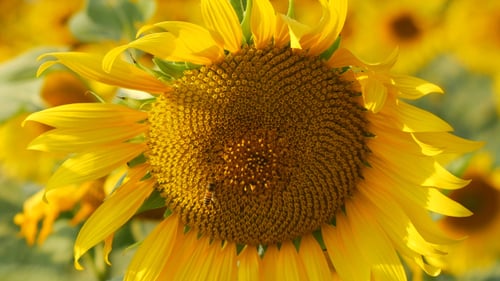 Close Up of Bright Yellow Sunflowers and Bees