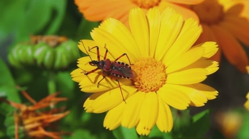 Assassin Bug Rhynocoris Iracundus