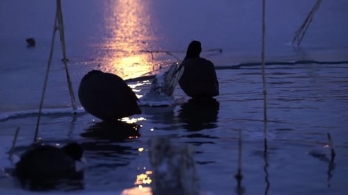 Ducks on Frozen Lake at Dusk