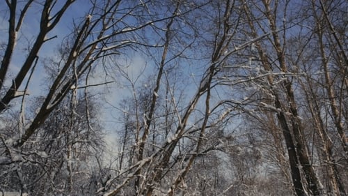 Snow On The Branches While Snowing In The Forest