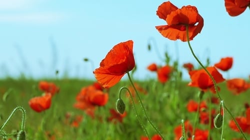 Poppy Field on a Sunny Day