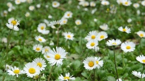 Wild Chamomile Flowers On a Field On a Sunny Day