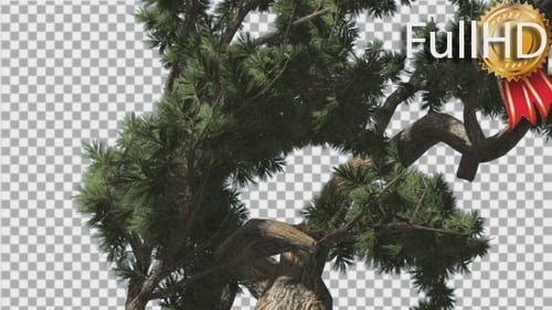 Animated Pine Tree with Alpha Channel Swaying in Wind