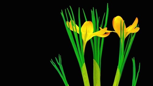 Gelbe Krokusblüte blüht