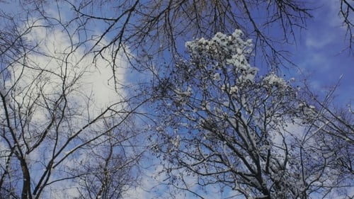 Schnee auf den Ästen beim Schnee im Wald