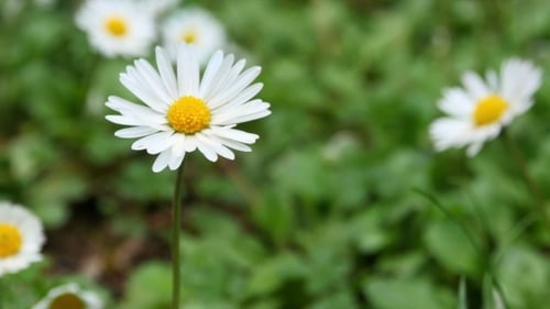 Wilde Kamillenblüten auf einem Feld an einem sonnigen Tag