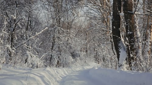Road Through Snowy Forest
