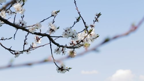 Blosoom Of The Apple Tree. Branch With Blosoom.