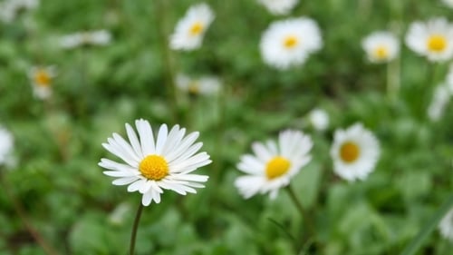 Fleurs de camomille sauvage sur un champ par une journée ensoleillée