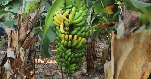 Green and Yellow Bananas Growing in a Plantation