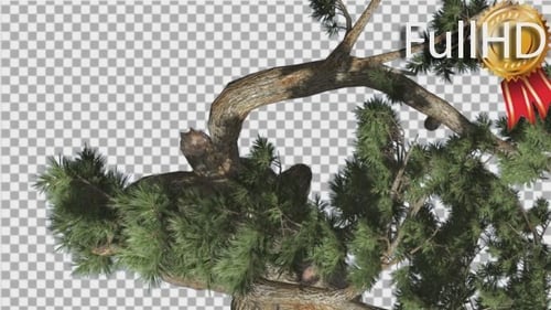 Realistic Animated Pine Tree Branch