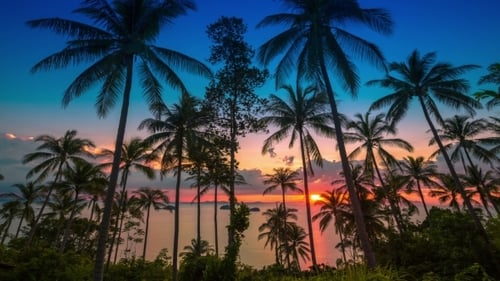 Sonnenuntergang am Meer auf einem Hintergrund von Palmen