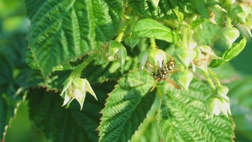 Avispa común (Vespula vulgaris)