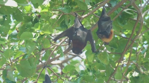 Flying Fox hängt an einem Ast und wäscht