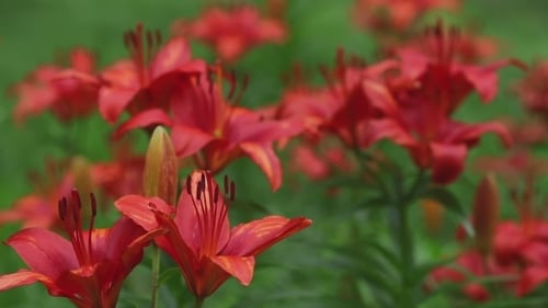 Red Lily Flowers