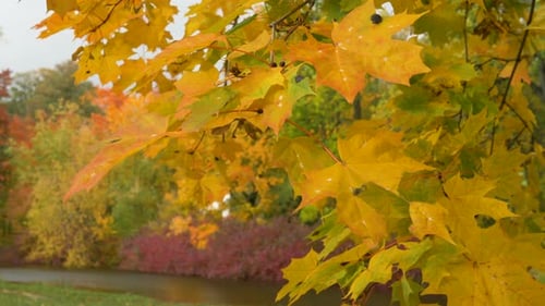 Maple Tree Branches with Bright Leaves Waved By Wind in Park