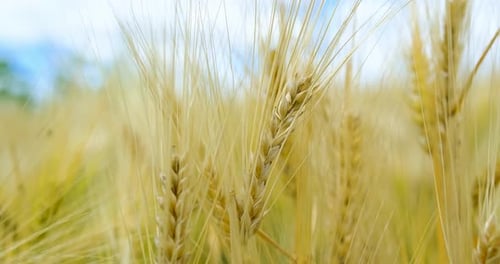Wheat Grain - Wheat Fields