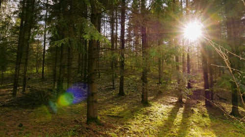 Spring Forest And The Sun