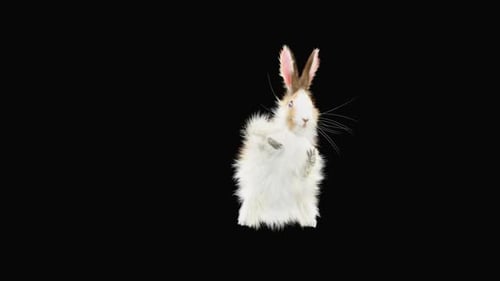 Hase: Tanzen HD