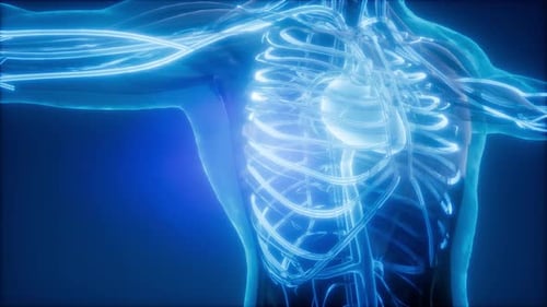 3D Glowing Human Circulatory System and Ribs Medical Animation