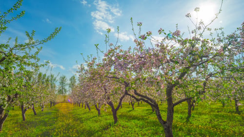 Verger de pommiers en fleurs
