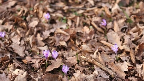 Purple Crocus Flowers Blooming in Early Spring