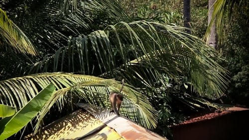 Monkey On The Roof