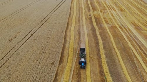 Tractor during harvest. Process of gathering a ripe crop from the fields. Aerial view
