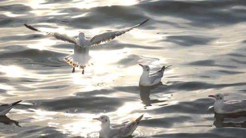 Flying Seagulls