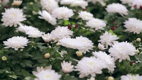 Chrysanthèmes poussant en serre