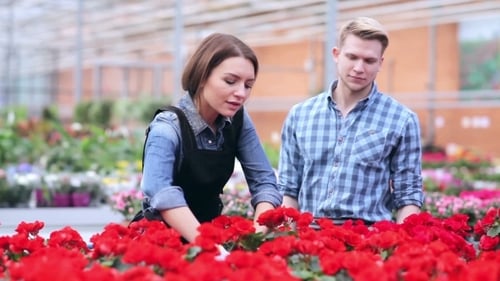Two Greenhouse Workers Selecting Flowering Plant