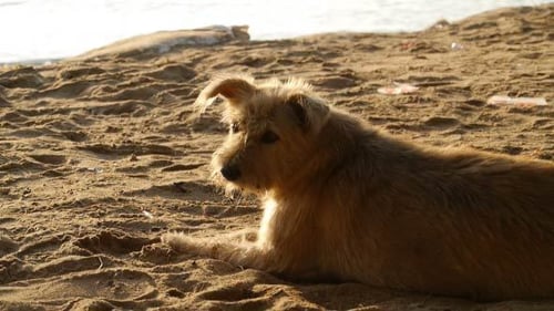 Dog Resting Peacefully on a Sandy Beach at Sunset