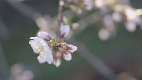 Apricot Flower with Petal