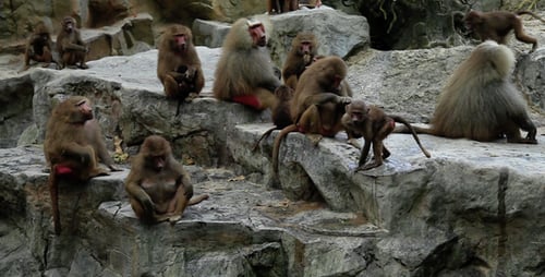Groupe de singes