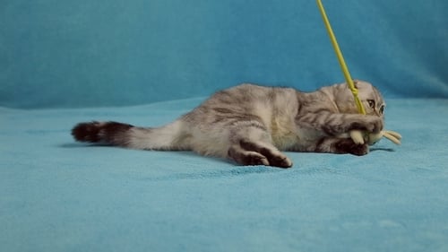 Gray Kitten Plays with Toy on Blue Background