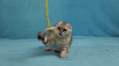 Playful Tabby Kitten Having Fun with Toy